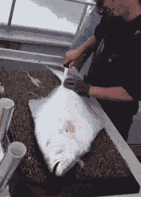 GIF|搞笑GIF:在外面抓了一只鸡,你们看是红烧好,还是清炖呢!