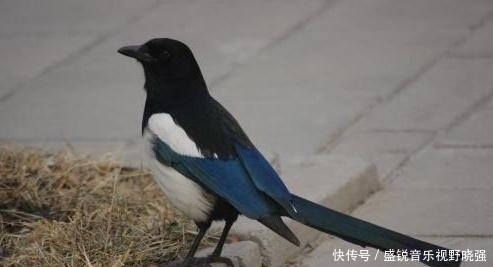 辈出|“宅子出现三喜,家中能人辈出”,这3喜究竟是什么,准不准?