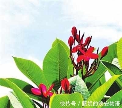 榕城|夏日唇齿留香 榕城街头鸡蛋花盛开
