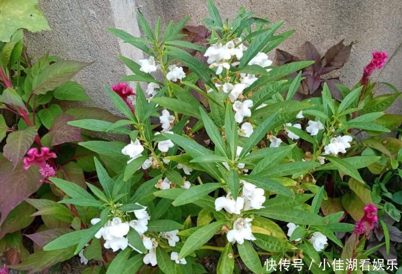 能开|20种秋天开花的植物,外出看到,记得拍照欣赏!