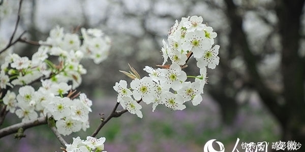  砀山|砀山网络梨花节开幕在即：除了梨花海 还能看到啥？