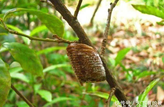 种桑螵鞘|生长在桑树上的“疙瘩”农村小孩都拿来泡水喝,如今一斤120元