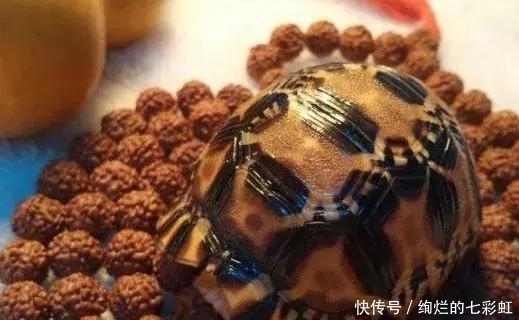 乌龟|文玩人“盘”活乌龟,还能“挂瓷”你能接受吗?