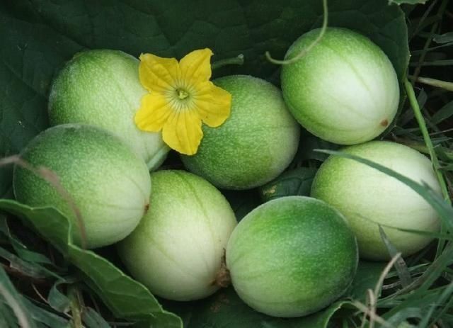 老人|玉米地中的小西瓜,过去老人常说有毒不能吃,如今一斤价格40元