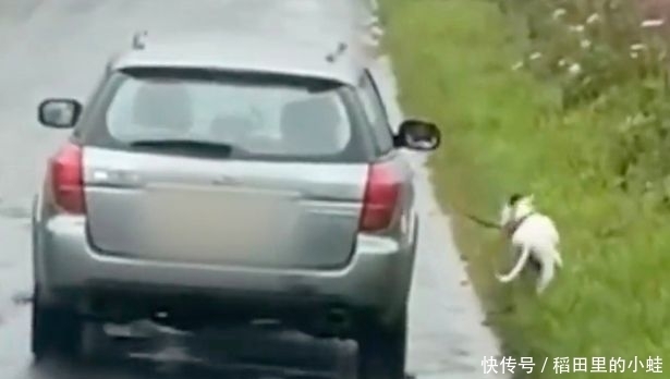  开车|苏格兰一名狗主人开车遛狗引众怒，警方介入调查