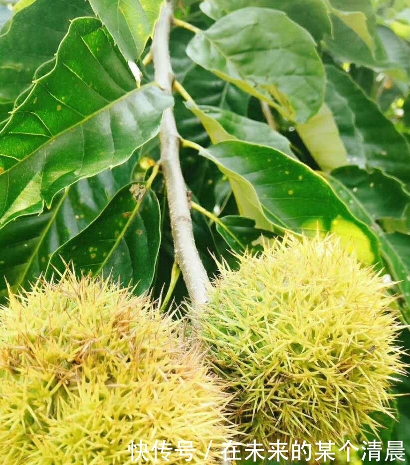 农户|季节性的农作物,农户抢着采收,拿着竹竿打,其实果子青最好吃