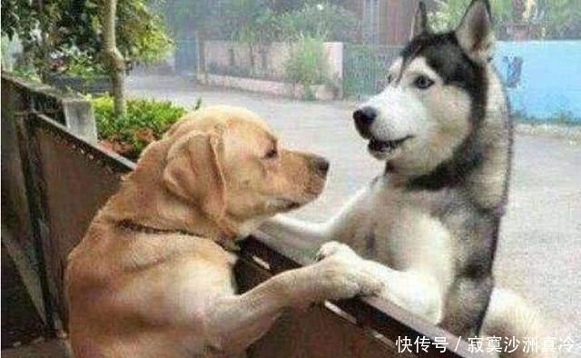 哈士奇|金毛喜欢上了哈士奇,看到出生的小二哈,主人哭笑不得