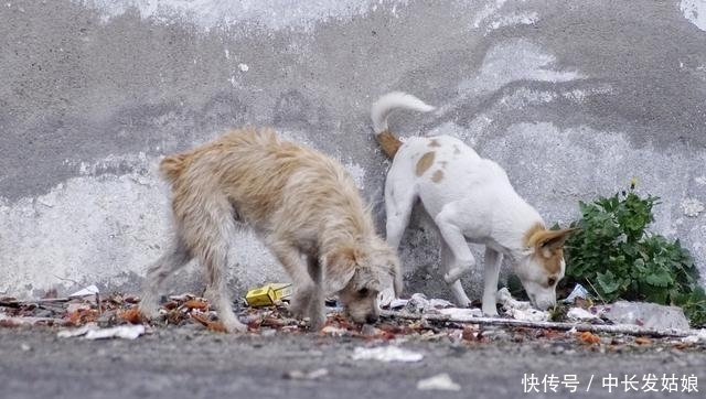 压根|这几种狗狗,一旦变成流浪狗,压根活不下去