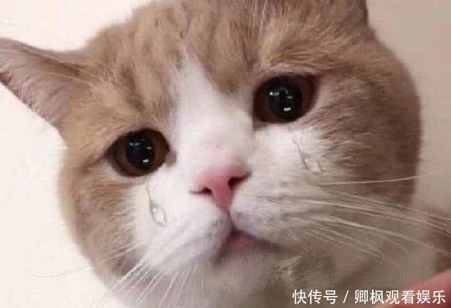 神曲|《说唱听我的》现满分神曲,全体导师泪目,小鬼看到了我自己