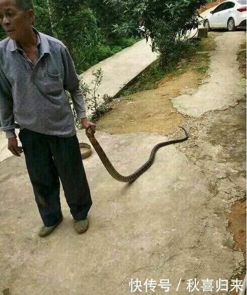 巨型|心痛,农村老汉徒手抓获这条巨型野外生物,结果却因此也害了自己