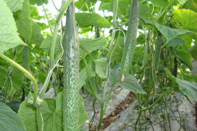 天天|家里的青瓜熟了, 天天这样吃你受得了吗