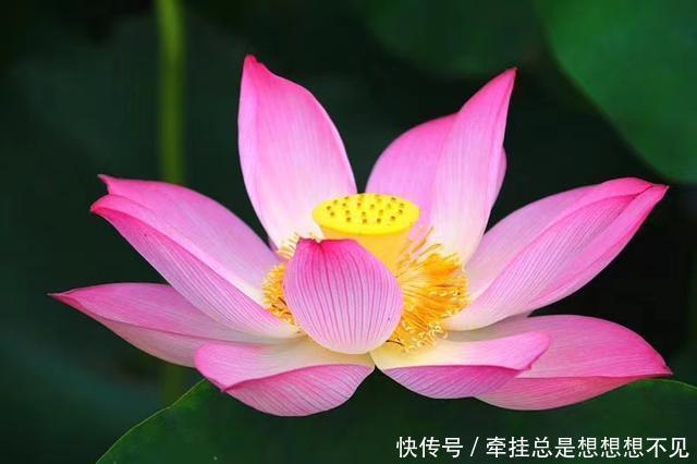 河南省|河南省民权县任庄国家湿地公园快来看,这里的千亩荷花开了