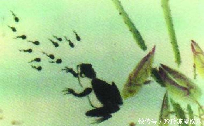  放大|齐白石画了一只蜻蜓, 卖出700万天价, 放大30倍后才发现绝妙之处