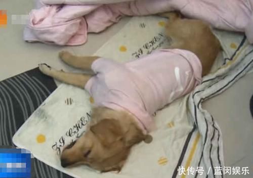 发现|一个月内小区里死了20多条狗,业主在草坪上发现了罪魁祸首