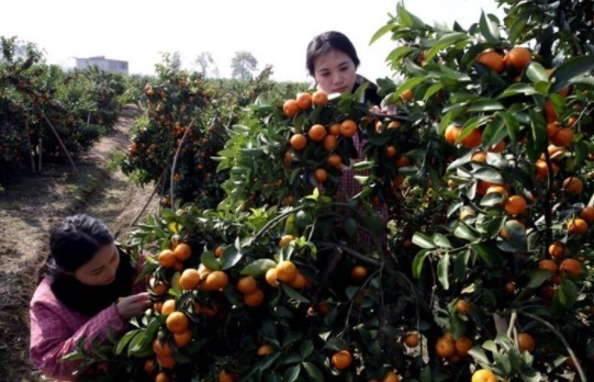 在家|农民不外出打工，在家靠种植水果，有营养价值，口感细腻