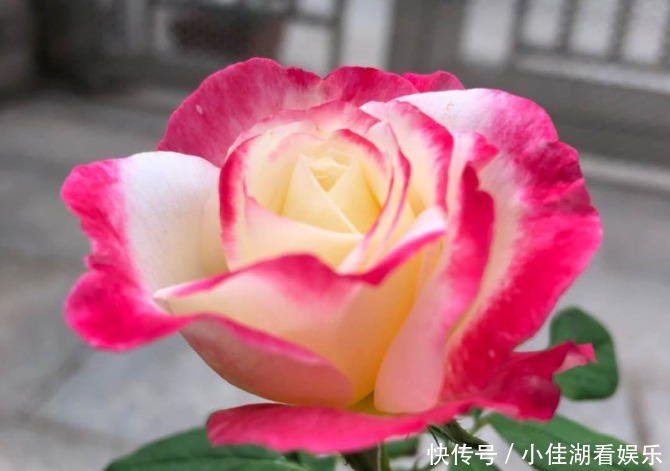 能开|20种秋天开花的植物,外出看到,记得拍照欣赏!