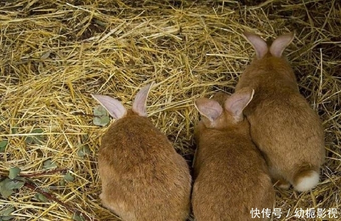 恐怖|又入侵6只,美国再现入侵大毒蜂,它的毒到底多“恐怖”?