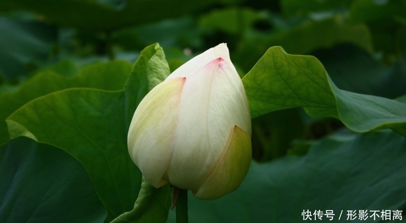  喜多|10月开始，紫气东来，喜多财旺，日子幸福美满的四大生肖