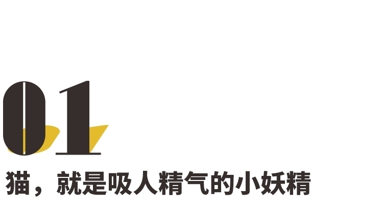 养猫|养猫，是本世纪最大的诈骗！