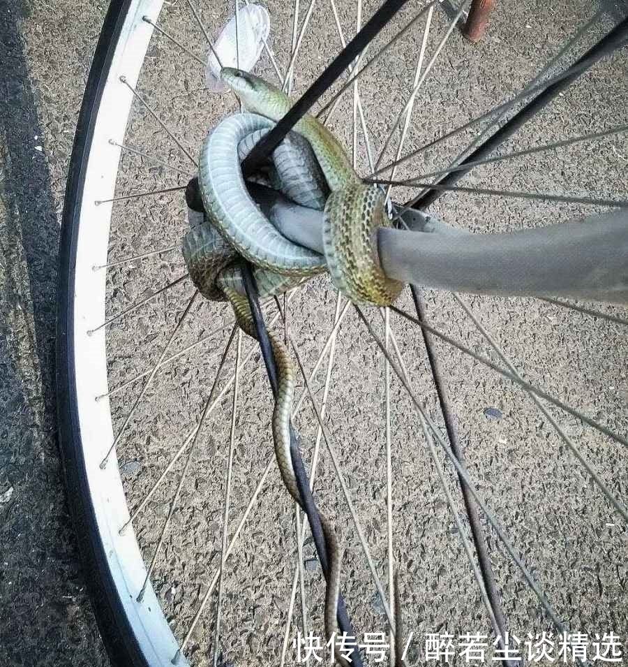 灵魂|这些“奇葩”锁车方式,图1小偷没兴趣,最后一个偷车贼不敢靠近