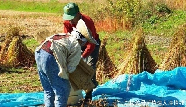 美国|日本农民收入高?看看和美国农民的生活对比再下结论吧