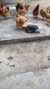 GIF|搞笑GIF：我怎么说晚上突然就黑了呢，原来是跑你这来了