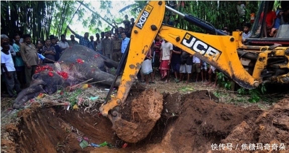 动物|在野外看到了两具倒下的动物尸体,死亡原因让人感动流泪