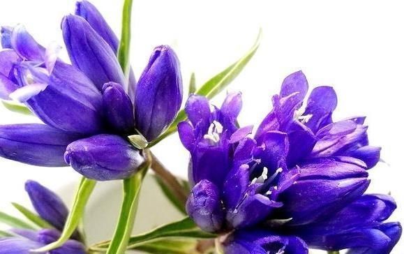 束花|心理学：你最喜欢哪束花，测出你的孩子考上大学的几率有多高