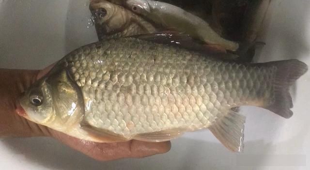 白糖|被大家忽略的一款饵,鲫鲤草鳊青通杀的一款饵,钓友都见过