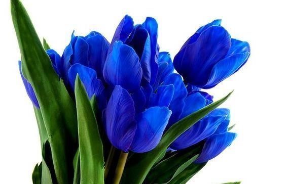 束花|心理学：你最喜欢哪束花，测出你的孩子考上大学的几率有多高