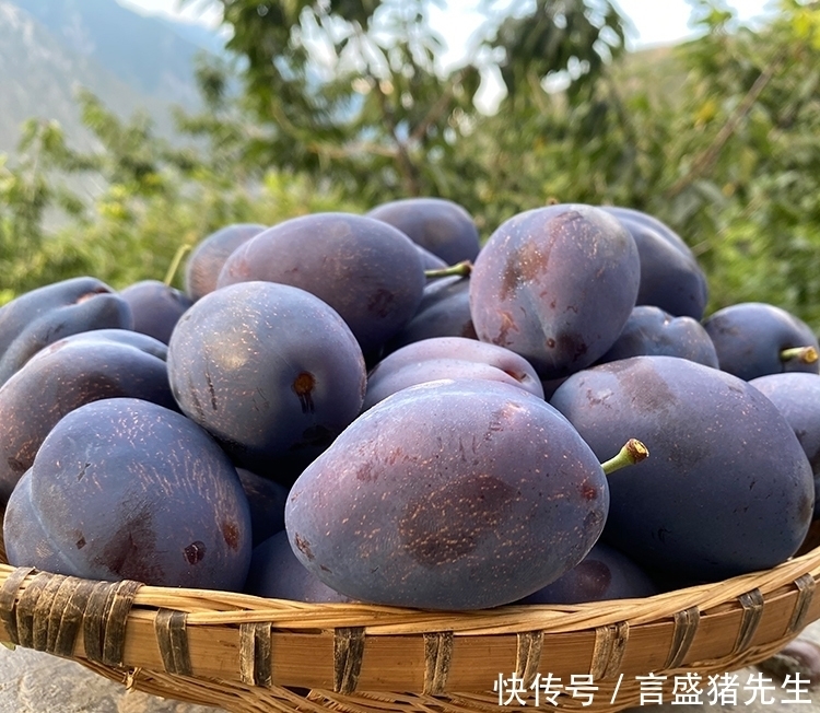 吃起来|买西梅时,挑硬的还是软?很多人不懂,果农:挑错等于白花钱