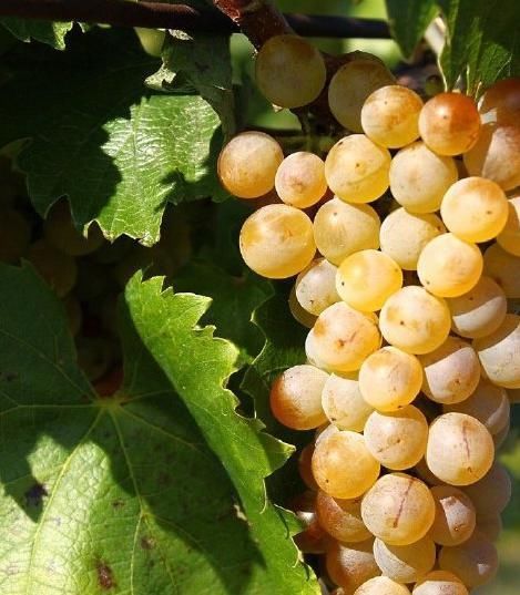 贺兰山东麓|黄河风物最美葡萄酒故事,真正的爱情葡萄,快来听听吧