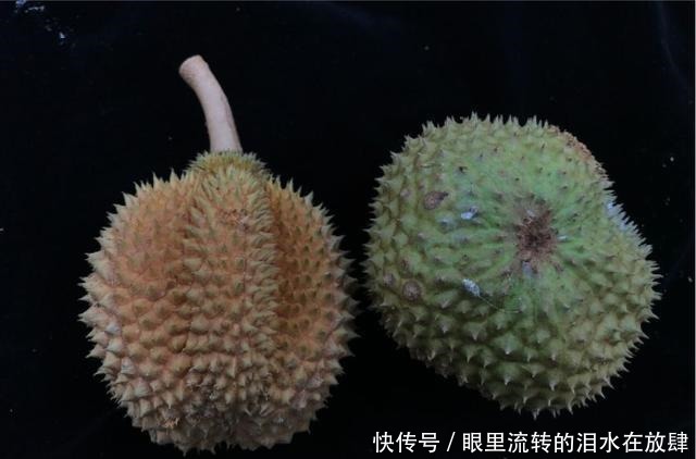 哪种|水果界的“李佳琦”,吃遍3000多种水果,哪种最好吃