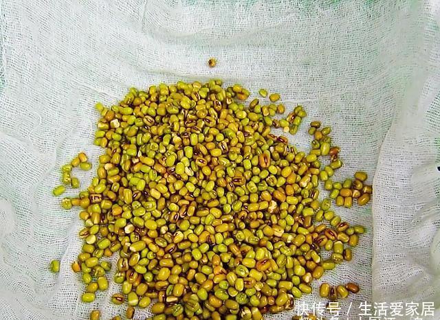 简单|吃了30年的豆芽，原来发豆芽这么简单，几天就能吃，先收藏了