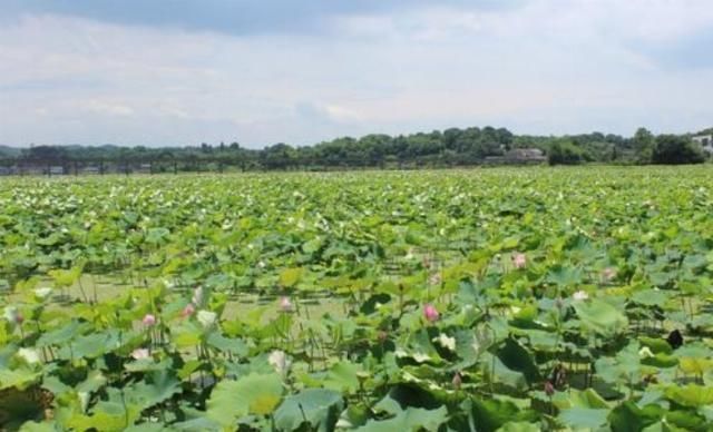 为啥|超市一斤莲子50,拼多多一斤20,为啥差别这么大这就是真相