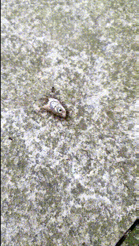 搞笑|搞笑GIF:第一次藏钱的感觉真好哈哈哈