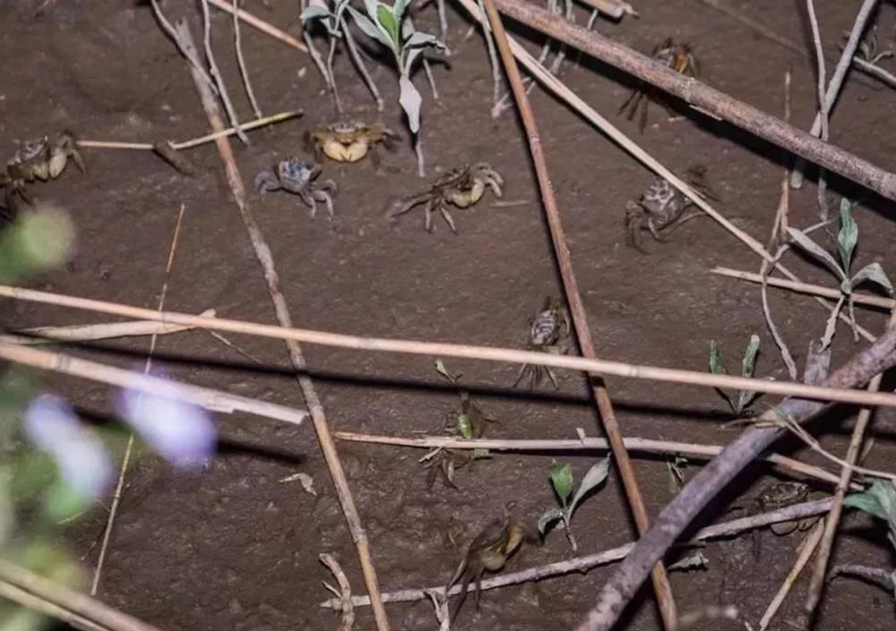 称为|芦苇地一种害虫,晚上打手电筒可捉上百斤,被称为“天下至鲜”