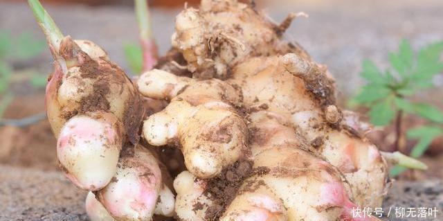 生芽|生姜不要放冰箱保存,教你正确方法,一年都不会生芽,也不干瘪
