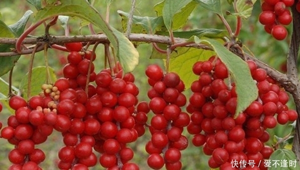 夜盲症|聪明的人都爱此水果，每天几颗，预防夜盲症，延缓衰老，好处多多