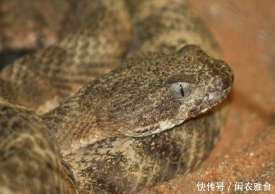 黑曼巴蛇|看见它们,第一反应就是跑,它们太危险了。