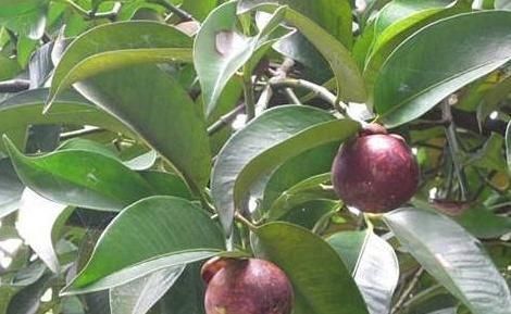 道理|山竹为啥卖那么贵看了它的采摘过程,才知道贵有贵的道理