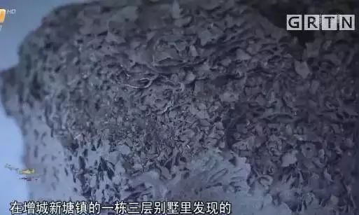  暴雨|头皮发麻！暴雨过后，多处出现小飞虫！