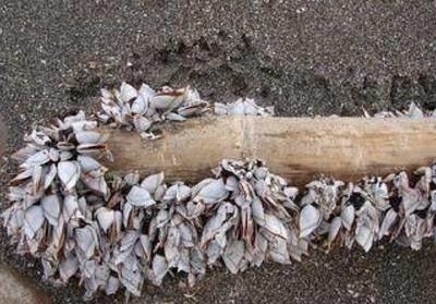 枯木|女子在海边发现一枯木,走近一看欣喜若狂!这海鲜1斤800元!