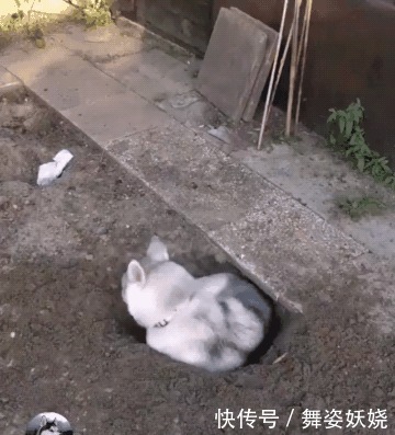 些狗狗|二哈在院子偷建“别墅”，躺下去还很合身，蓝翔毕业的呢