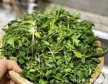  健脑|美食诱惑，春天不吃它太可惜，田间地边到处有，补钙明目还健脑，孩子多吃好