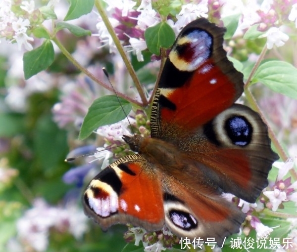  爱情|进入8月，感情出现转机，爱情随叫随到的四大星座！