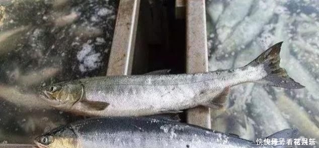 芝麻|中国最好吃的6种鱼,全吃过的,请允许我叫你一声“土豪”