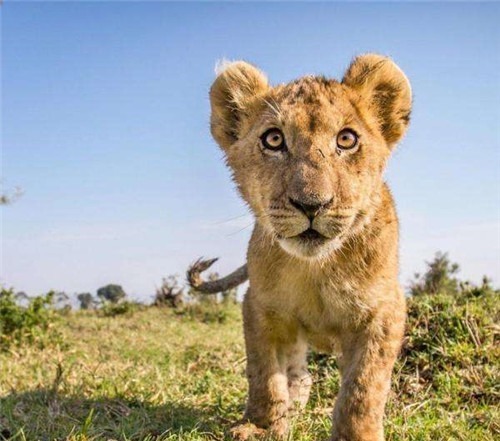 老虎|皇帝讨厌胡人进贡的动物,命大臣拿去喂虎,不料老虎趴地上不敢动