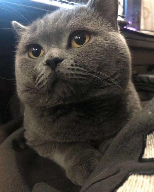 赢家|公猫一晚上宠幸了五只母猫，累到虚脱，靠葡萄糖续命，猫生赢家