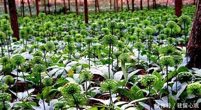 莫慌|立秋后,晚上睡眠不佳,莫慌!多用此物泡水,镇静安神,早知早好